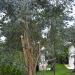 Les Eucalyptus gunnic viennent en support dans le prolongement de la maison