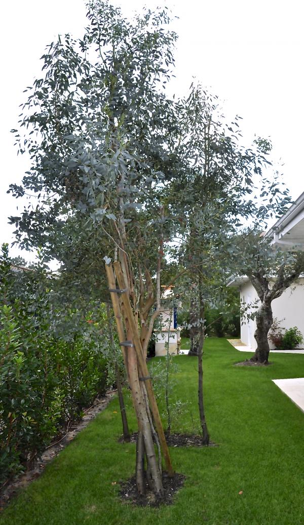 Les Eucalyptus gunnic viennent en support dans le prolongement de la maison