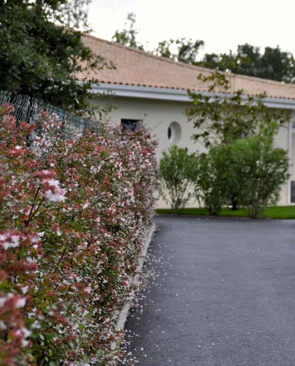 Haie colorée composée d'Abelia grandiflora sur entrée de la villa