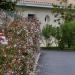 Haie colorée composée d'Abelia grandiflora sur entrée de la villa