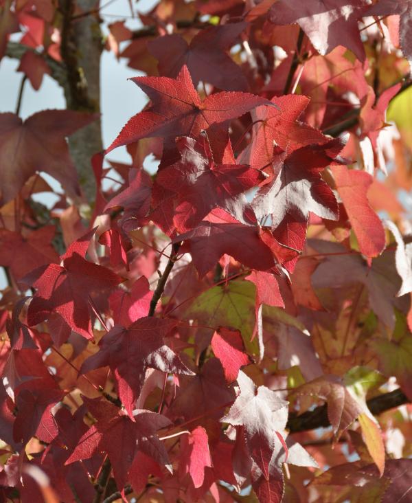Feuillus au gré des saisons